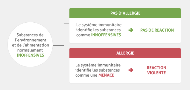 Tableau expliquant les réactions du système immunitaire exposé aux allergènes