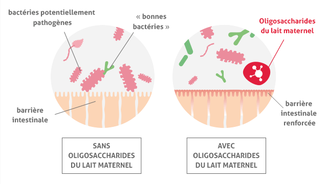 visuel-caracteristiques-barriereintestinale