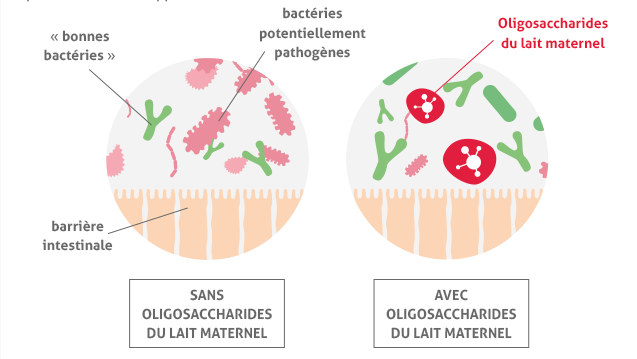 visuel-caracteristiques-bonnesbacteries