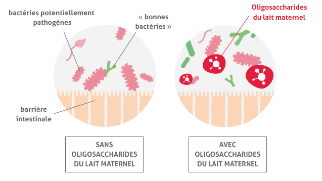 visuel-caracteristiques-limitebacteries