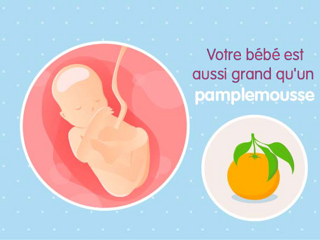 bébé croissance Fœtus 19ème semaine de grossesse 21 sa