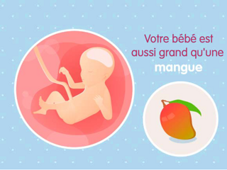 bébé croissance Fœtus 23ème semaine de grossesse 25 sa