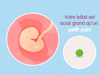 bébé croissance Embryon 4ème semaine de grossesse 6 sa