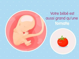 semaine 11 Fœtus 11ème semaine de grossesse 13 sa