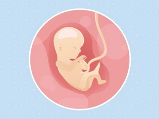 semaine 15 Fœtus 15ème semaine de grossesse 17 sa