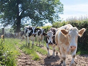 Vache d'éleveurs avançant en troupeau