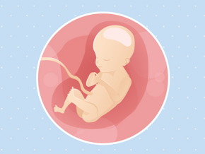 Fœtus 21ème semaine de grossesse 23 sa