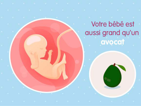 Fœtus 16ème semaine de grossesse 18 sa