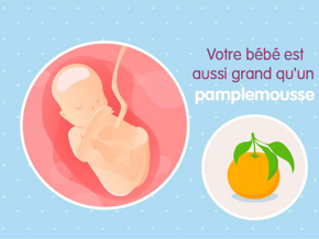 Fœtus 19ème semaine de grossesse 21 sa