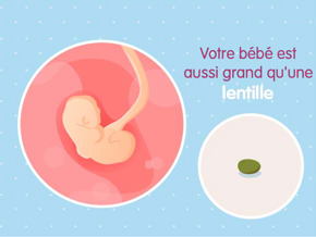 Fœtus 2ème semaine de grossesse 4 sa