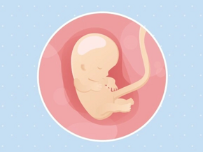 Fœtus 10ème semaine de grossesse 12 sa