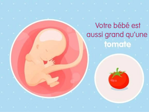 Fœtus 11ème semaine de grossesse 13 sa