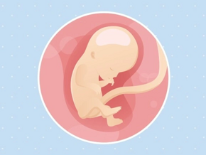 Fœtus 12ème semaine de grossesse 14 sa
