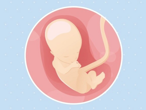 Fœtus 13ème semaine de grossesse 15 sa