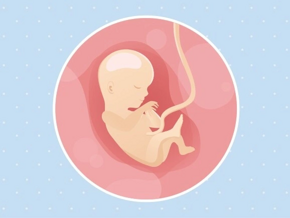 Fœtus 15ème semaine de grossesse 17 sa