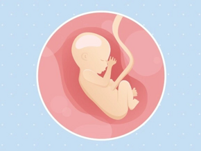 Fœtus 17ème semaine de grossesse 19 sa