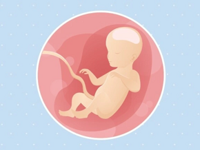 Fœtus 26ème semaine de grossesse 28 sa