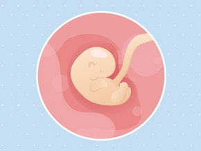 Embryon 6ème semaine de grossesse 9 sa