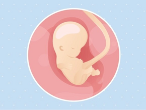 Embryon 9ème semaine de grossesse 11 sa