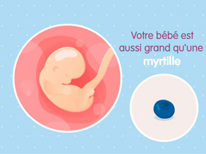 Embryon 7ème semaine de grossesse (9 sa)