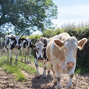 Vache d'éleveurs avançant en troupeau