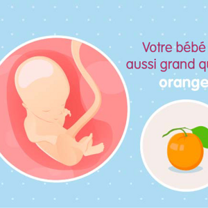 Fœtus 14ème semaine de grossesse 16 sa