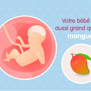Fœtus 23ème semaine de grossesse 25 sa