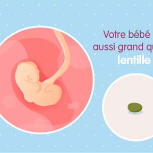 Fœtus 2ème semaine de grossesse 4 sa