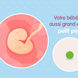 Embryon 4ème semaine de grossesse 6 sa