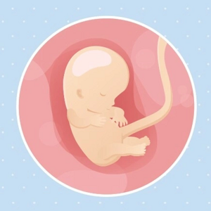 Fœtus 10ème semaine de grossesse 12 sa