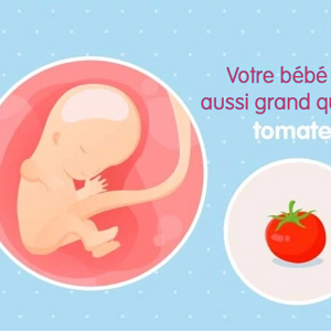 Fœtus 11ème semaine de grossesse 13 sa