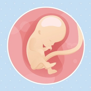Fœtus 12ème semaine de grossesse 14 sa