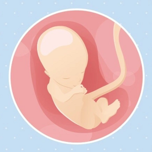 Fœtus 13ème semaine de grossesse 15 sa