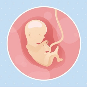 Fœtus 15ème semaine de grossesse 17 sa