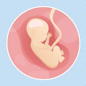 Fœtus 17ème semaine de grossesse 19 sa