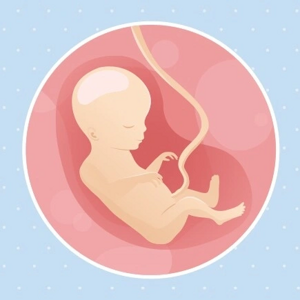 Fœtus 18ème semaine de grossesse 20 sa