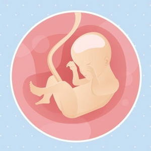 Fœtus 24ème semaine de grossesse 26 sa