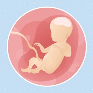 Fœtus 26ème semaine de grossesse 28 sa