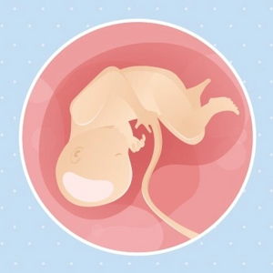 Fœtus 34ème semaine de grossesse 36 sa