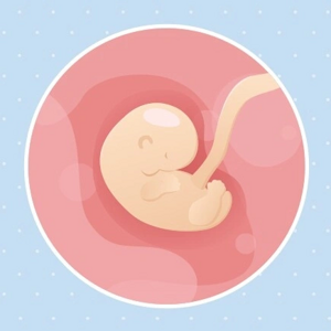 Embryon 6ème semaine de grossesse 9 sa