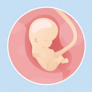 Embryon 9ème semaine de grossesse 11 sa