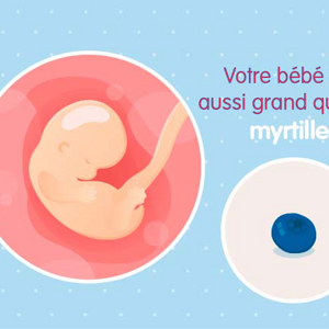Embryon 7ème semaine de grossesse (9 sa)