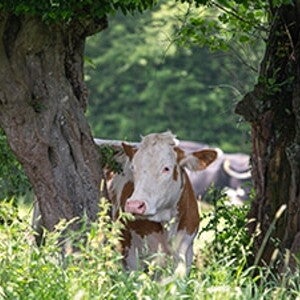 Financer des projets d’agroforesterie sur les parcelles de nos éleveurs partenaires