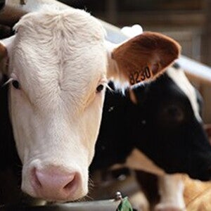 Promouvoir un élevage plus respectueux du bien-être animal