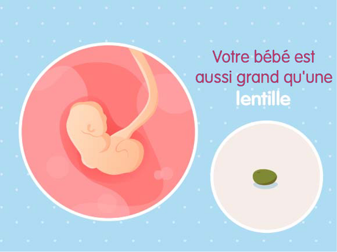 bébé croissance Fœtus 2ème semaine de grossesse 4 sa