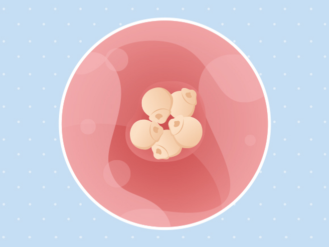 semaine 1 Embryon 1ère semaine de grossesse 3 sa