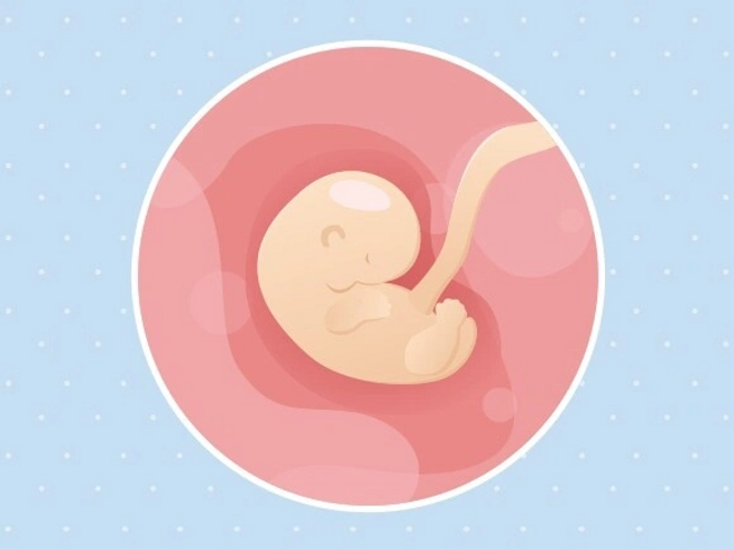 semaine 6 Embryon 6ème semaine de grossesse 9 sa