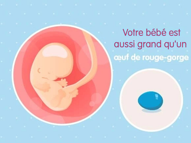 semaine 8 Embryon 8ème semaine de grossesse 10 sa