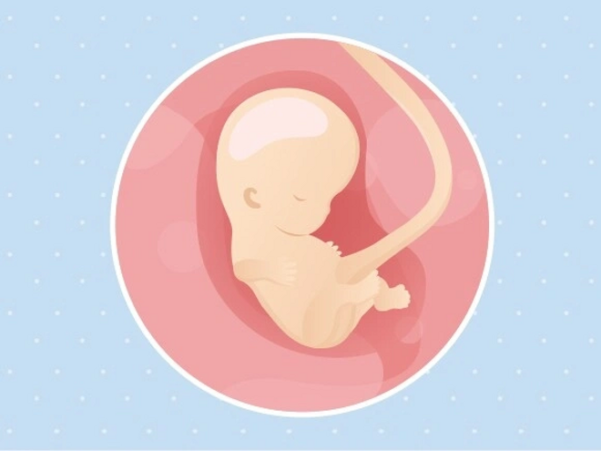 semaine 9 Embryon 9ème semaine de grossesse 11 sa