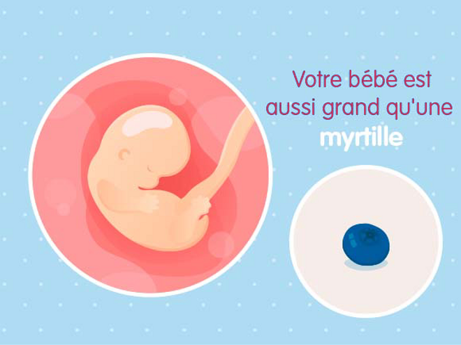 grossesse croissance Embryon 7ème semaine de grossesse (9 sa)